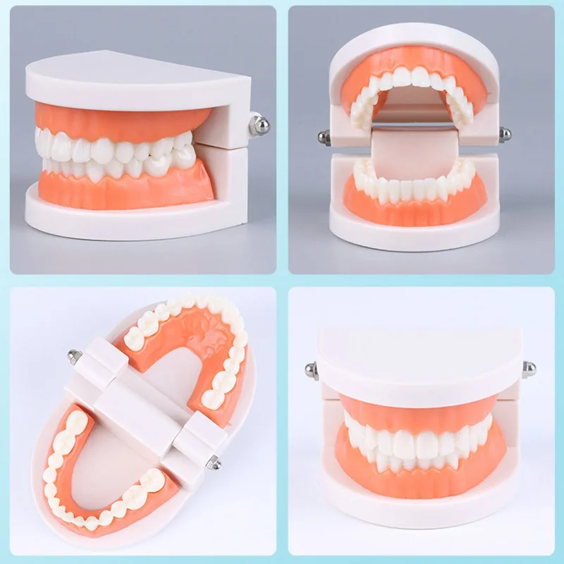 Modello dentale Modello dentale orale in resina Spazzolatura per asilo Modello didattico Spazzolatura dentale per bambini Stampo per simulazione materiale