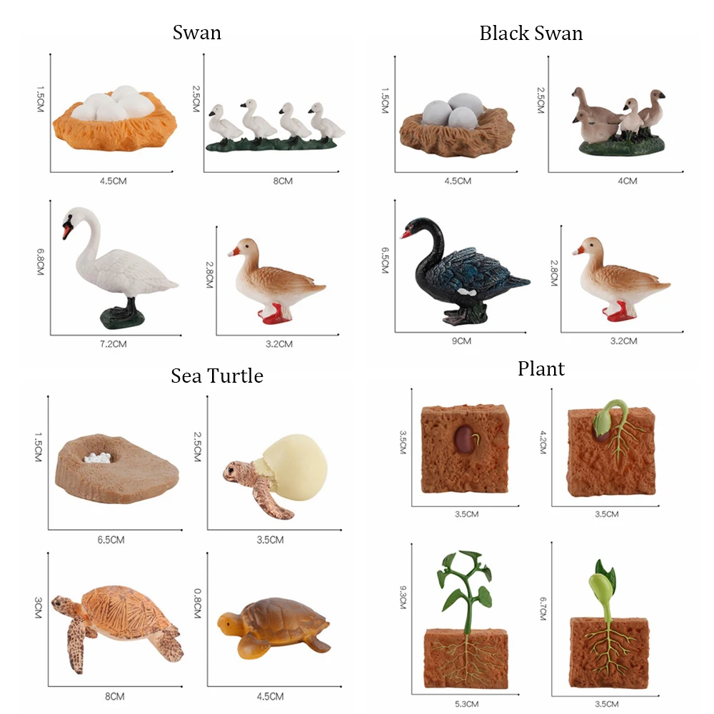Early Education Life Cycle Chicken Dragonfly Model Figurine Simulation Animals Growth Cycle