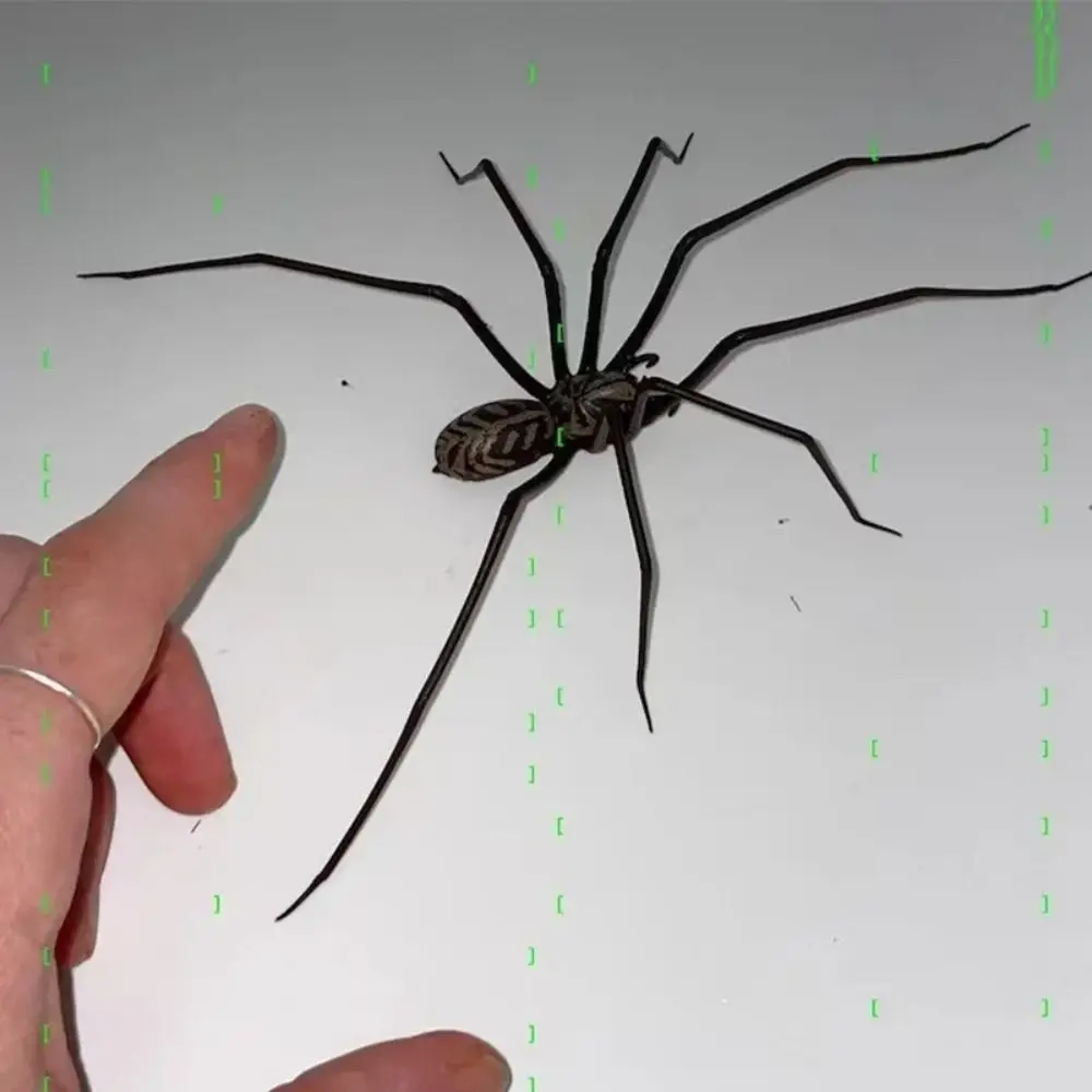 

Funny Accessory Magnet Simulation Spider Toy Funny 3D Design Spiders Decoration Plastic Animal Spider Prank Toys Prank Gift