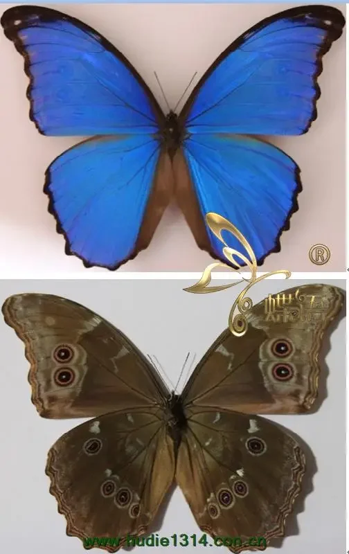 Real Butterfly Insect Rare Butterfly Specimen Morpho Menelaus Big Blue Flash Butterfly  Photo Frame Display Collectibles Gift