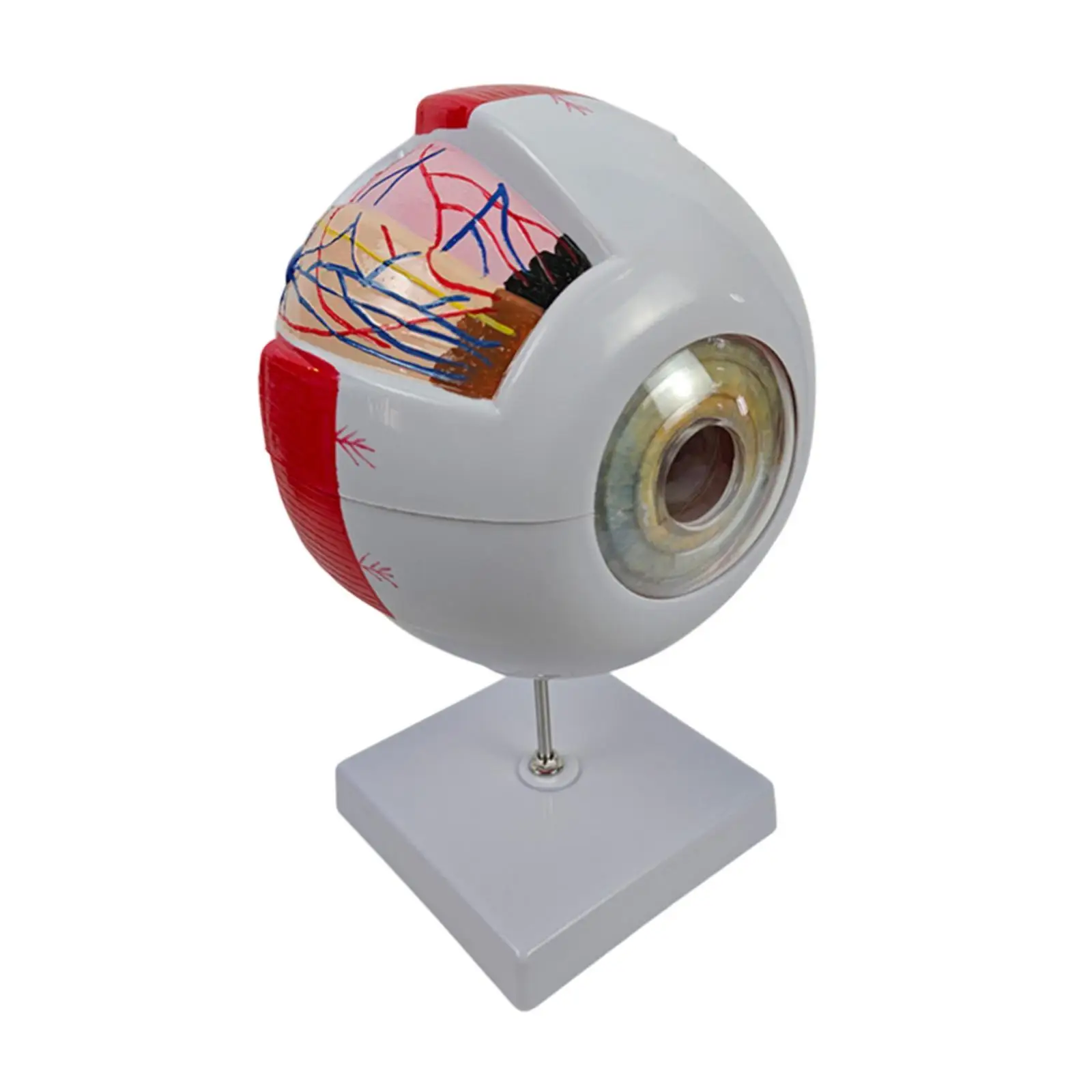 Human Eye Anatomical Model Teaching Model Eyeball Display Model for Biological Research Observation Exhibition Classroom Student