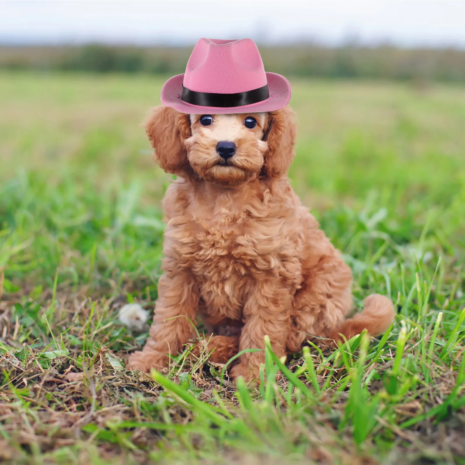 

Pet Cowboy Hat for Dogs Cats Wear resistant Adjustable Strap Small Kitten Decorative Puppy Hat Cat Dog Supplies
