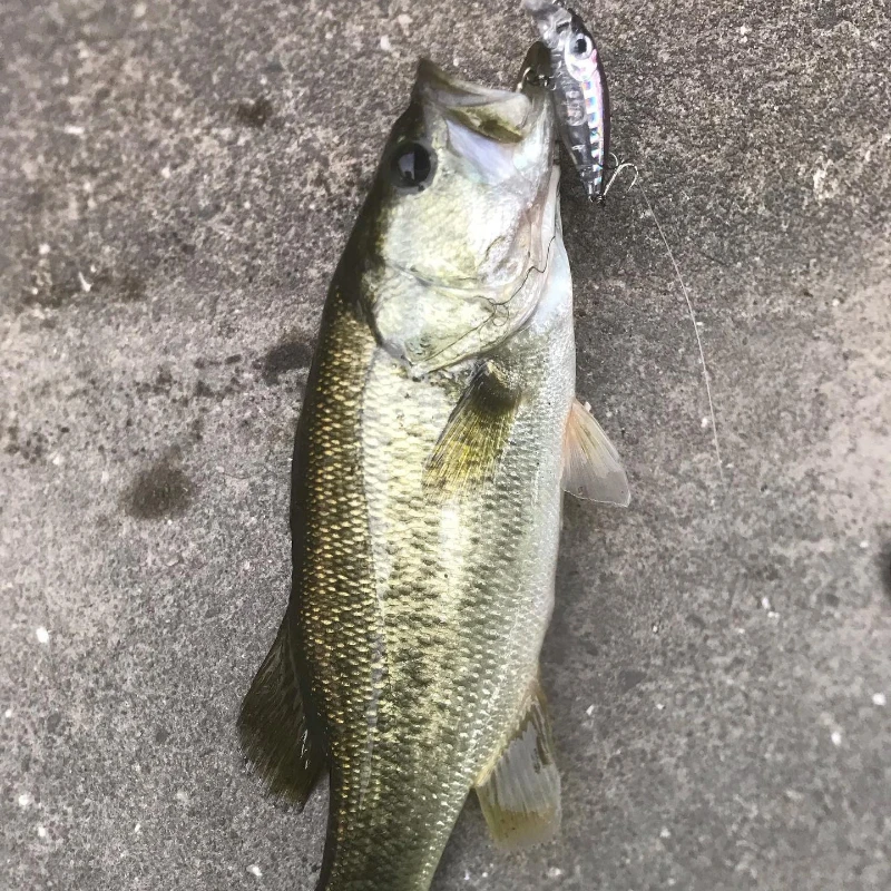 1 Stück Schwimmender Micro-Minnow-Angelköder Smith Gunship 45F 45mm 4g Künstlicher Flussköder für Pesca Largemouth Bass Forelle Karpfen – Detail 1