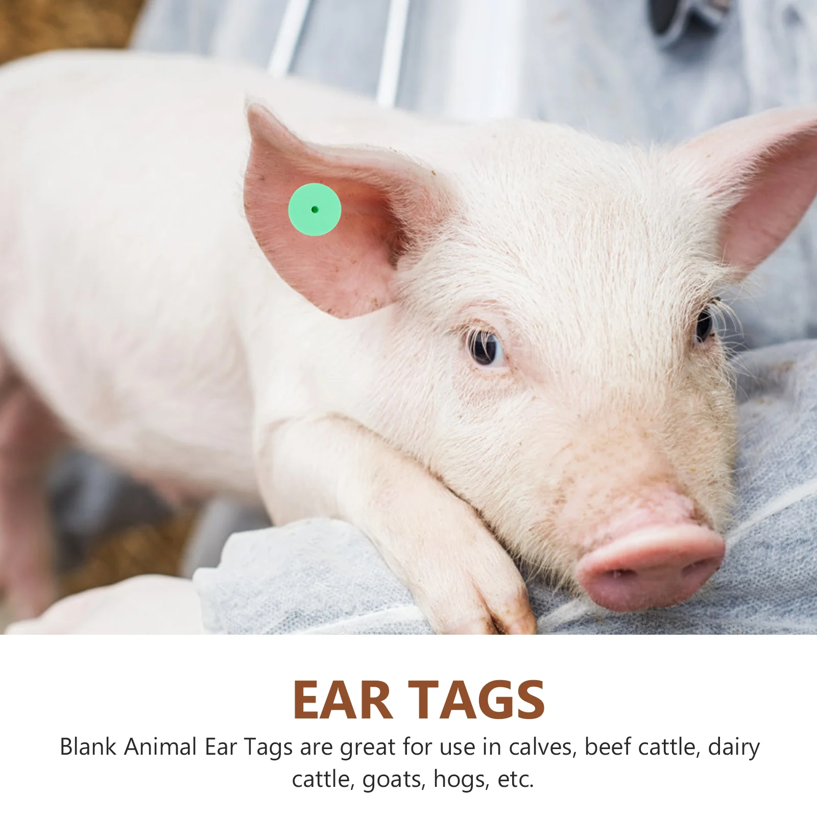 100 Sets Blank Livestock Ear Tags Animal Goat Signs Veterinary Supplies Label Without Number