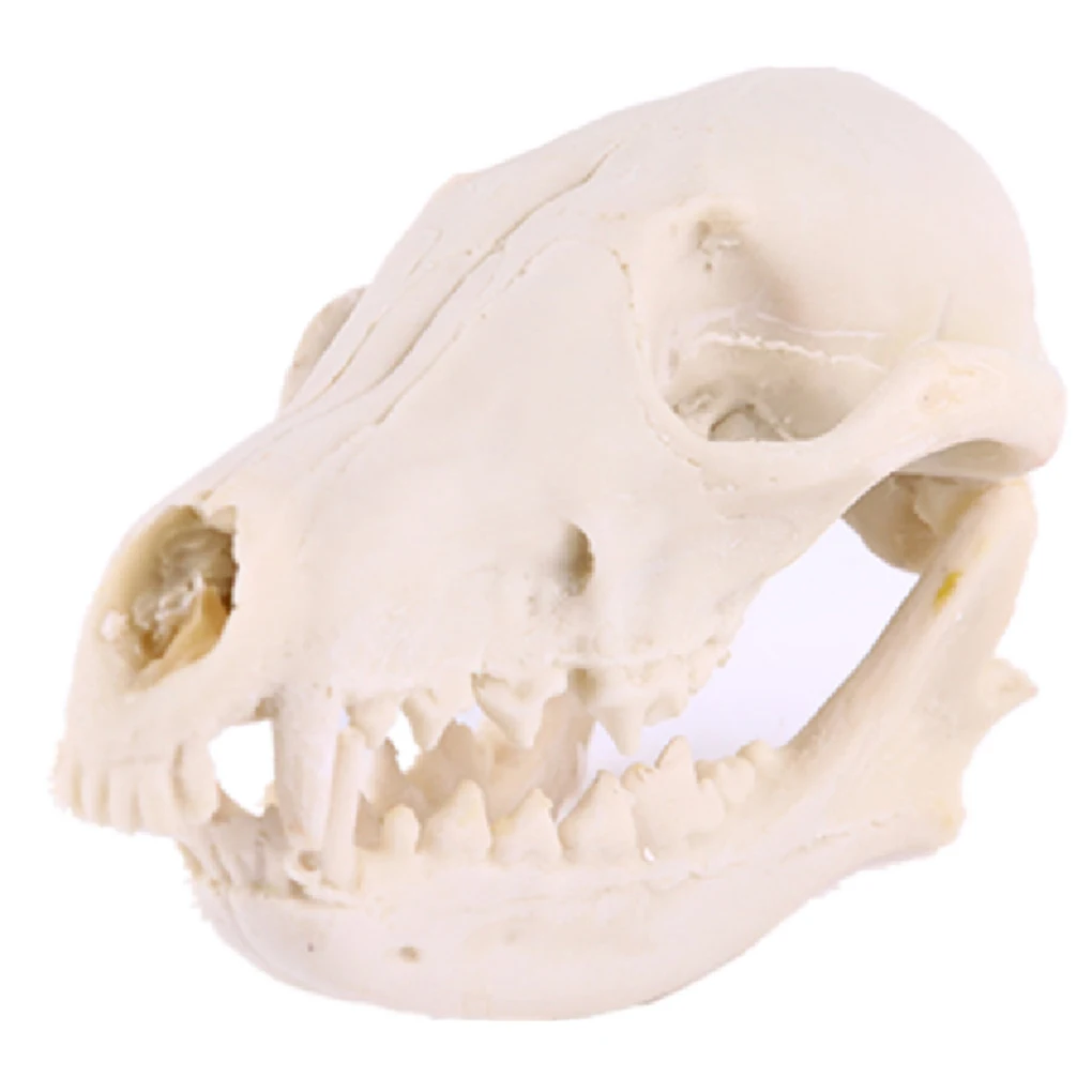 Fox Resin Skull Bone Specimen Swift Fox Skull Skeleton Head Ornament Realistic Physiological Study Teaching Model