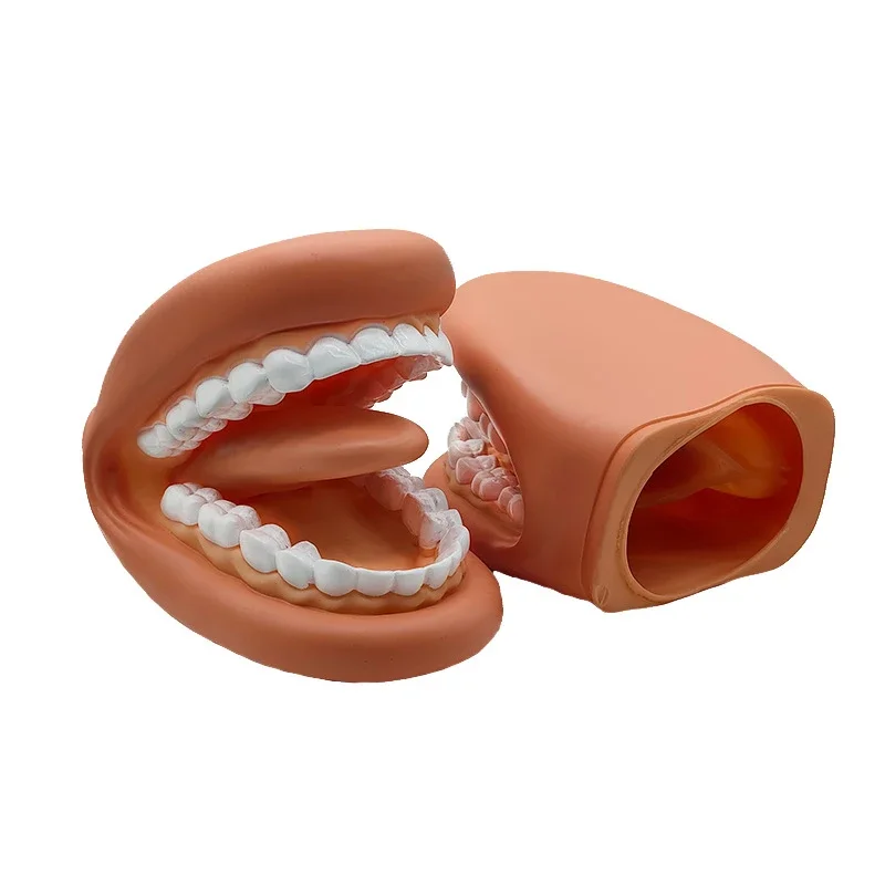 3 pcs Dental Mouth Hand Puppet with Tongue Silicone 28 Teeth Model Toys Mouth Simulator for Speech Therapy Dentist Learning