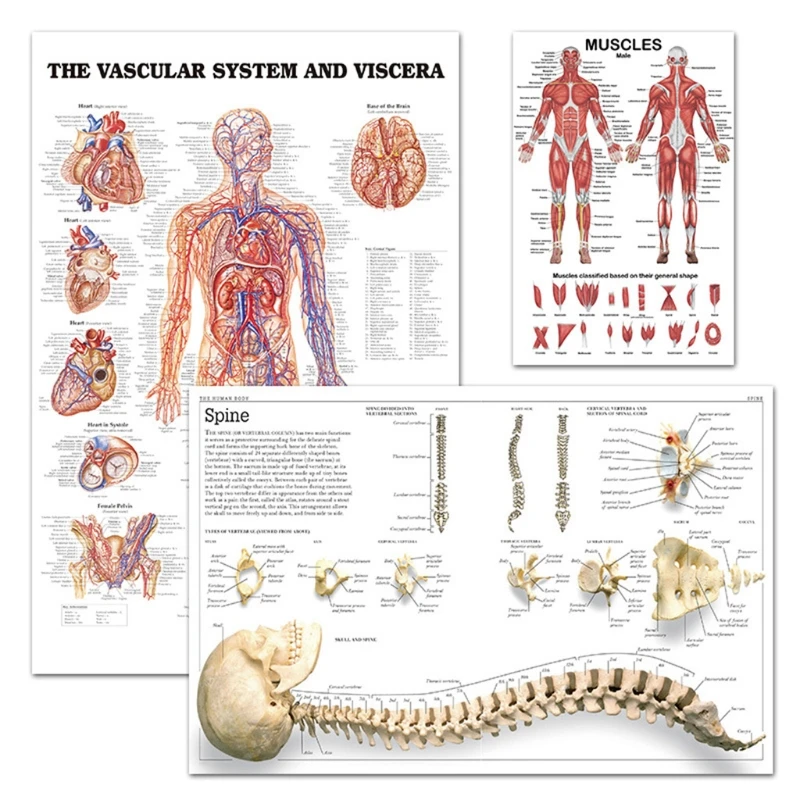 Y1UB Profesjonalny wykres anatomiczny ludzkiego układu mięśniowego Anatomia ludzkich mięśni Plakat do wykładu edukacyjnego 19,69