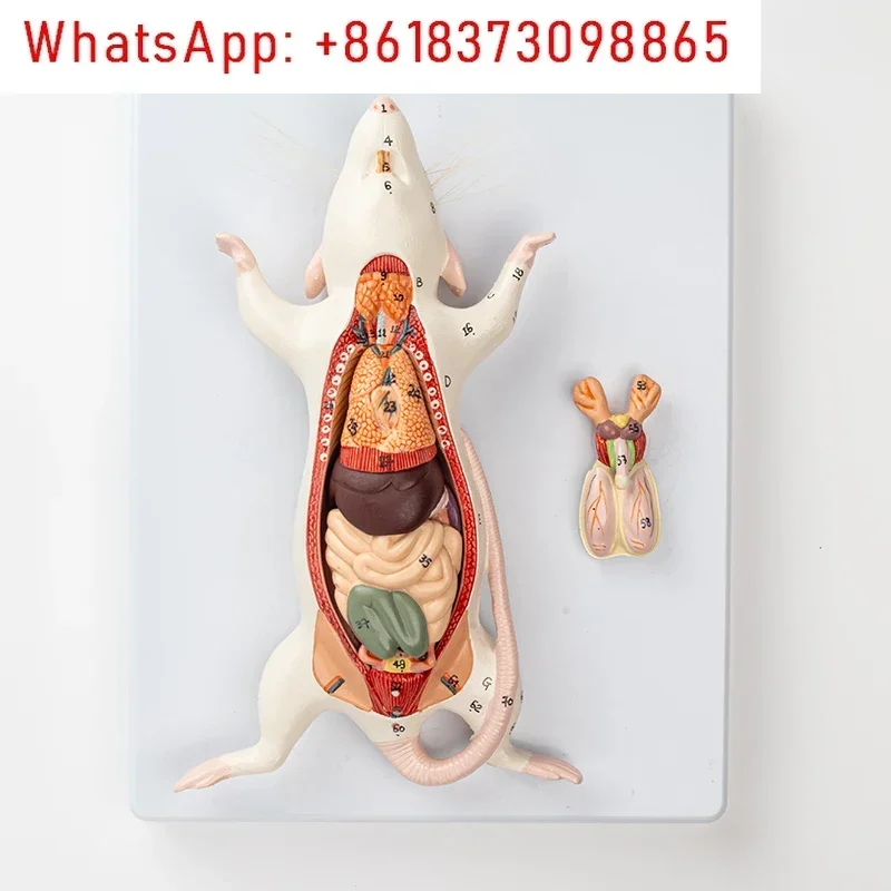 

Mouse anatomy model biology teaching experimental animal anatomy