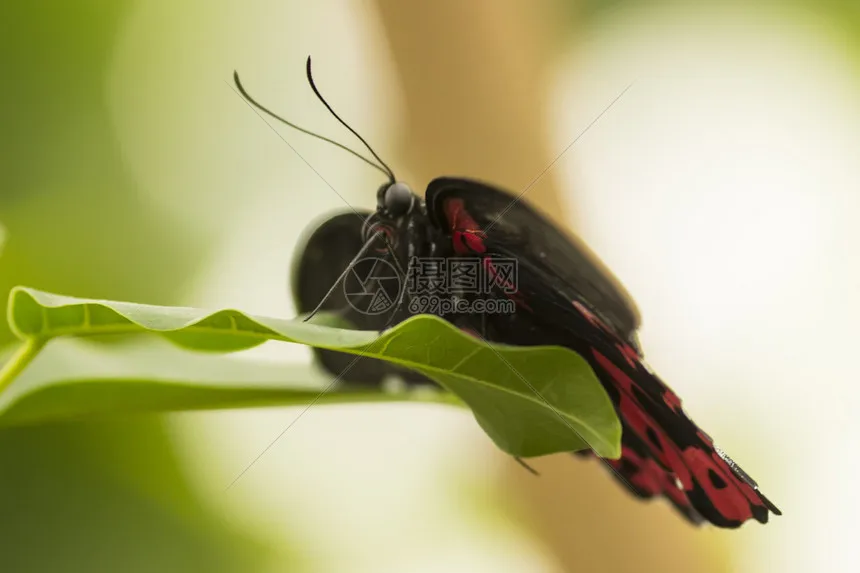 

4pcs 5-Spoke 100x42mm Tire Tyre 17mm Wheel Hex for Arrma 1/7 Infraction Limitless Felony RC Car Upgrade Parts