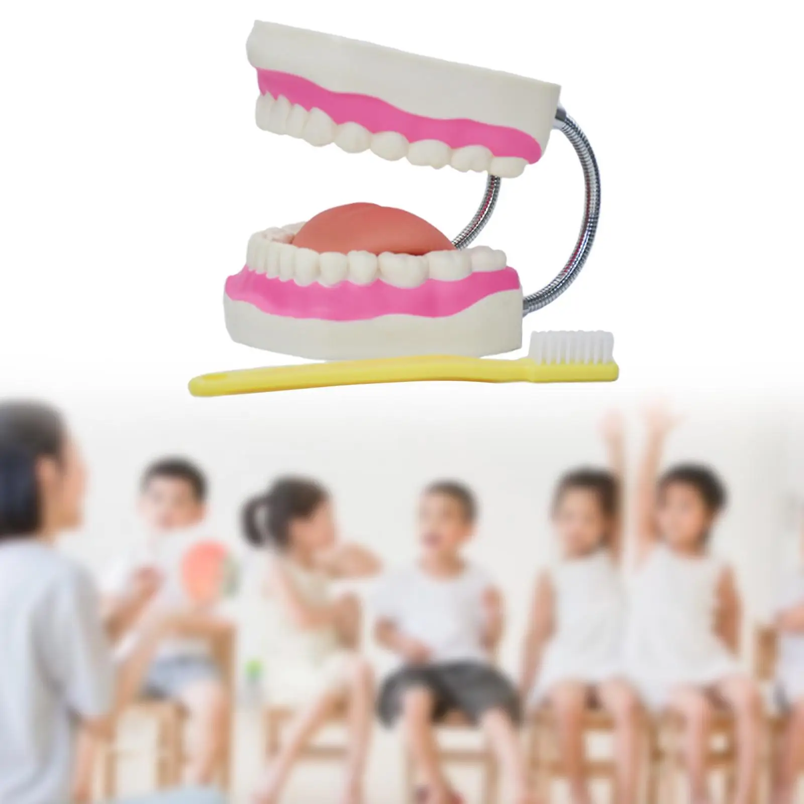 

Dental Care Model Dental Teaching Model for Teaching Patient Children