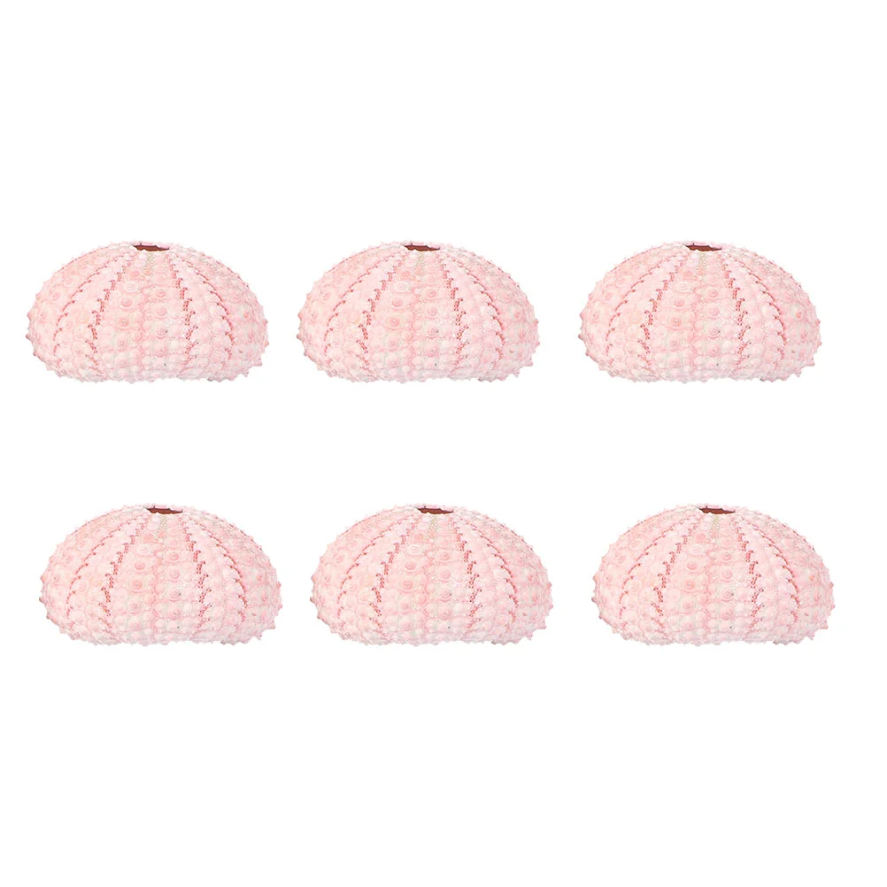 6 Pcs Decorate Sea urchin Shell Indoor Plant Stand Fish Tank Shells Air Plants Pot