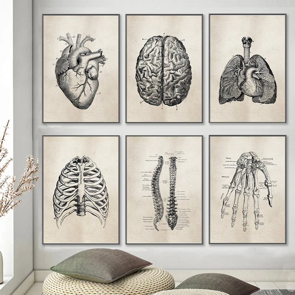 Vintage Human Skeletal Frame Organs Medical Posters Anatomy Muscle Skeleton Prints Pictures Wall Art Canvas Painting Home Decor