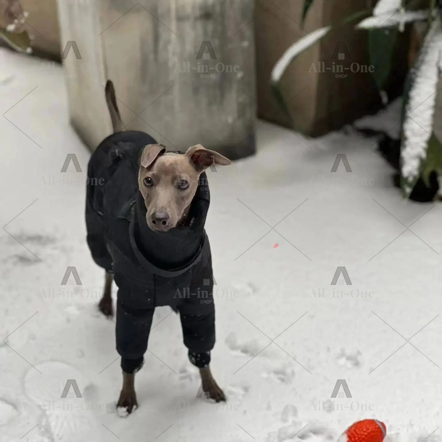 Autumn Winter Small & Medium Dog Turtleneck Coat - Windproof Warm Eco-Cotton Padded Clothes