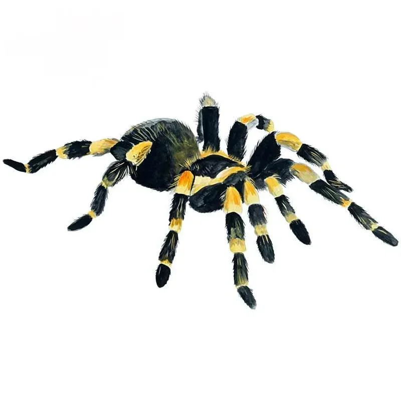 Tarantula de rodilla naranja con personalidad, tela de araña, coche, camión, barco, calcomanía de coche, calcomanía de vinilo de PVC, 10cm