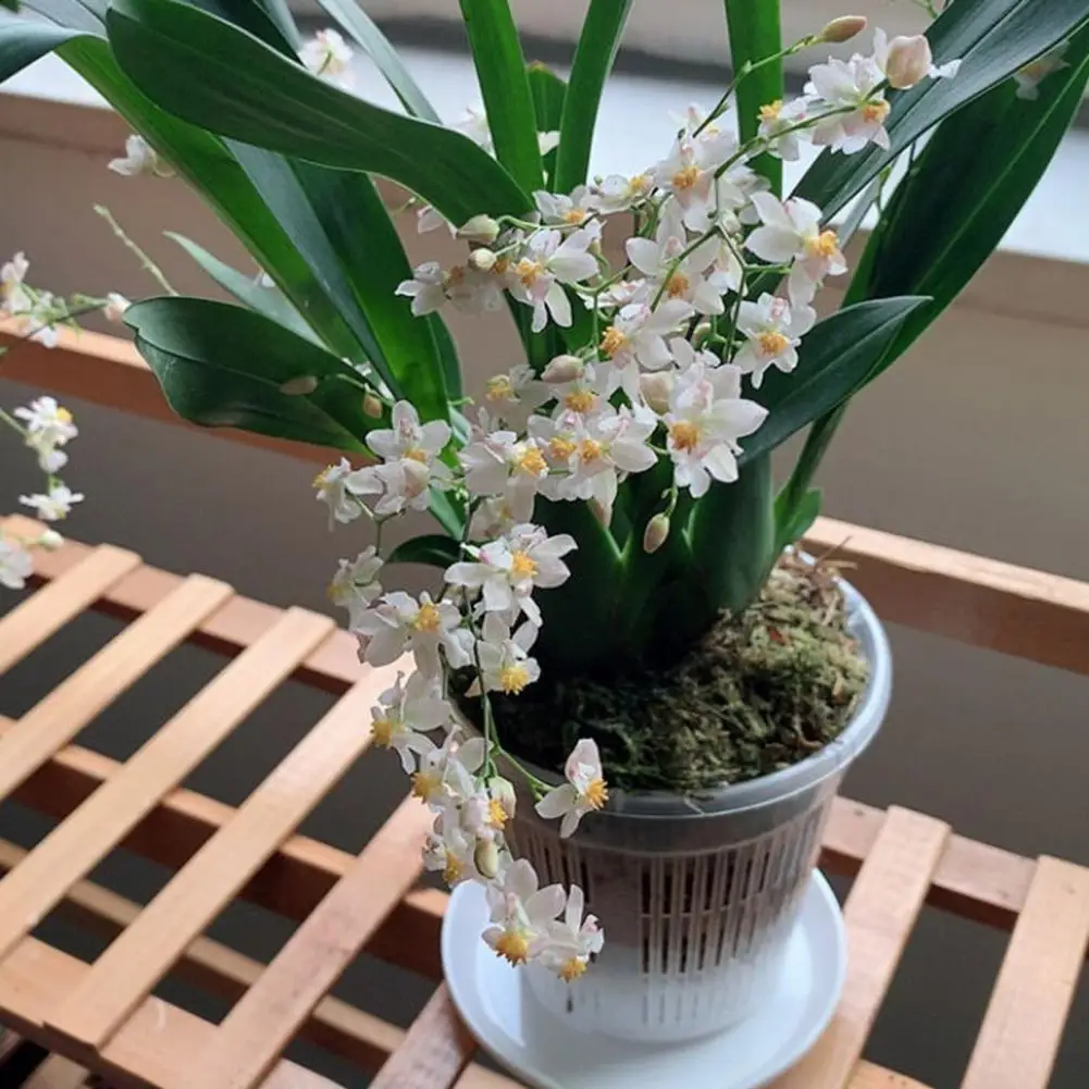 Горшок-для-цветов-орхидеи-Прозрачный-горшок-для-орхидей-с-дренажными-отверстиями-с-приподнятым-дном-Дышащий-горшок-для-растений-с-прорезями-для-повторения-в-помещении