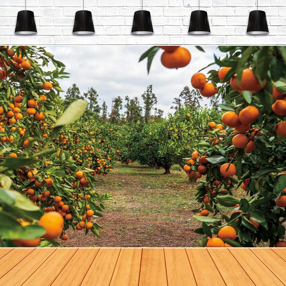 Fondo de fotografía de árboles naranjas sesión de fotos cosecha de otoño Fondo de huerto de mandarina fotomatón transmisión en vivo decoración de vídeo