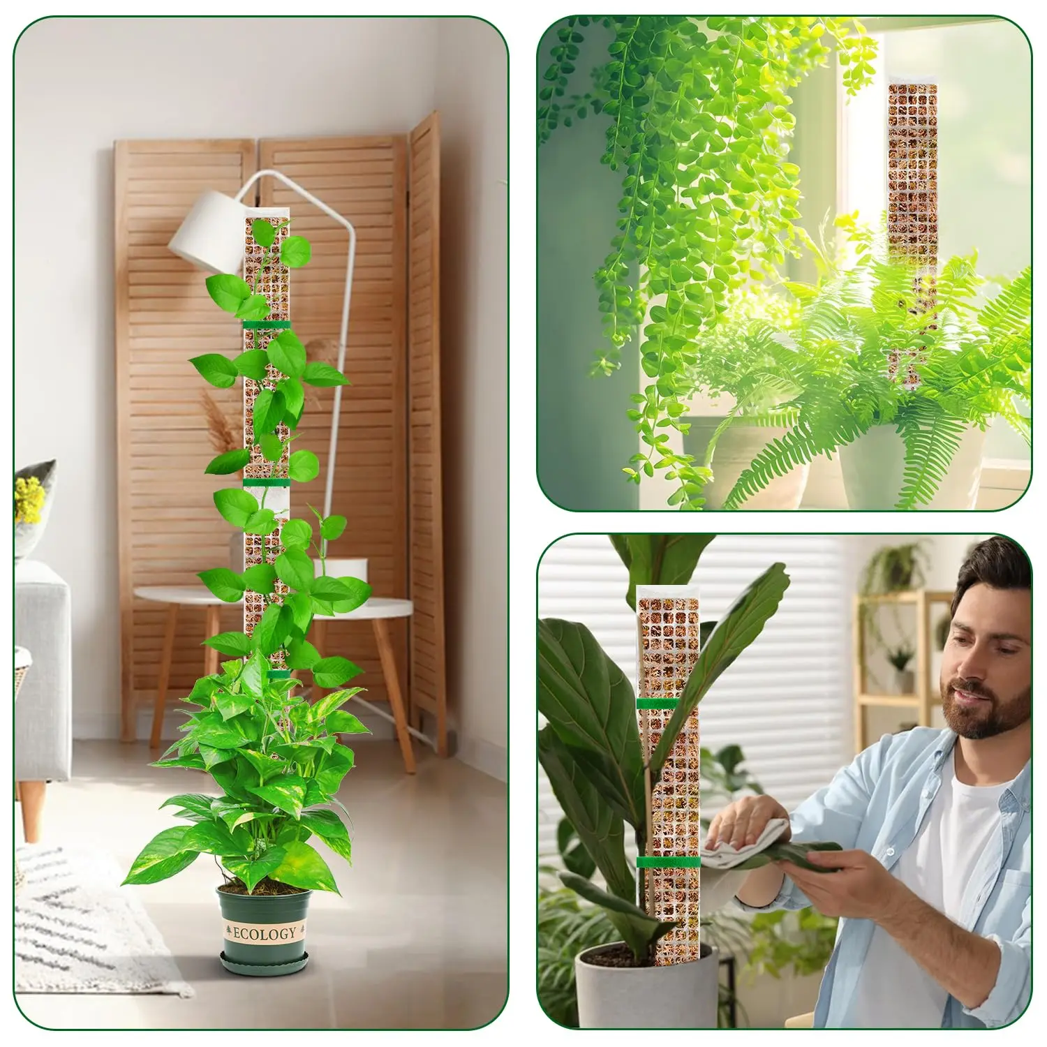 big split leaf philodendron Split-Leaf Philodendron (Thaumatophyllum bipinnatifidum) – Los Angeles  Delivery