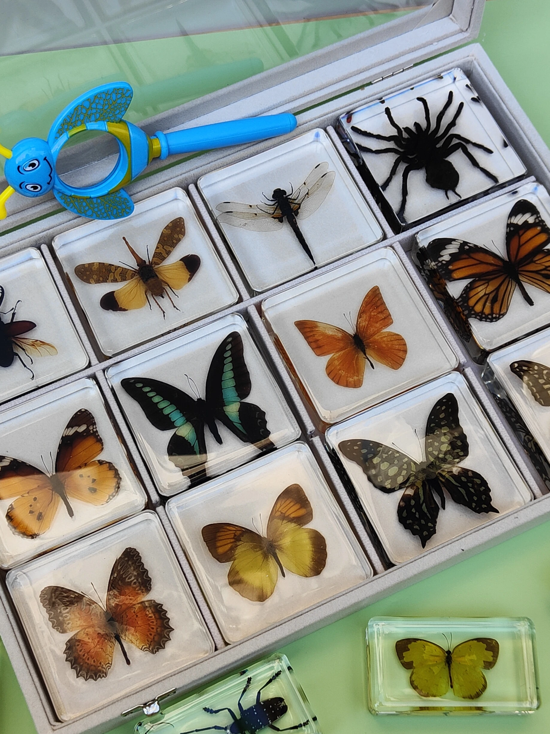 

Natural Real Butterfly Specimens Rare And Exquisite Specimens For Home Decoration Display Collection In Teaching Special Gifts