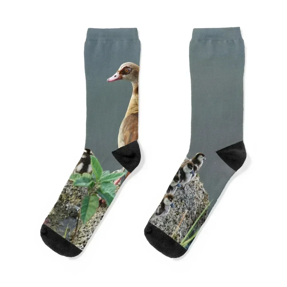 

Egyptian Goose and Goslings Socks gift Novelties anime custom Men Socks Luxury Brand Women's