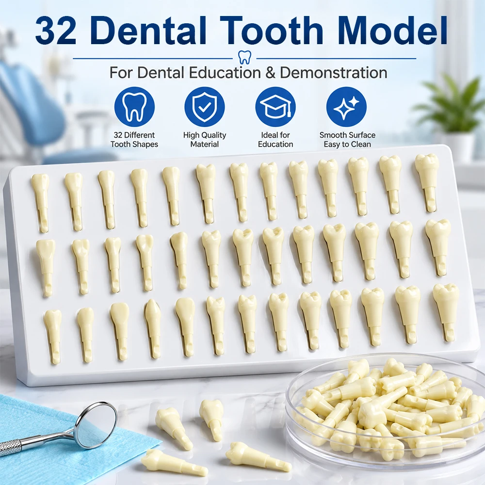 10pcs Dental Training Replacement Teeth  Model Resin Typodont Teeth Anatomical Tooth Model Clinical Skill Training Model 32 Teet