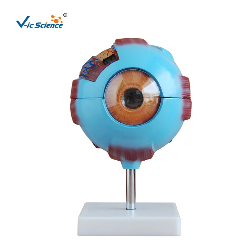 Giant Eye Model medical model human eye model enlarged eye anatomy model