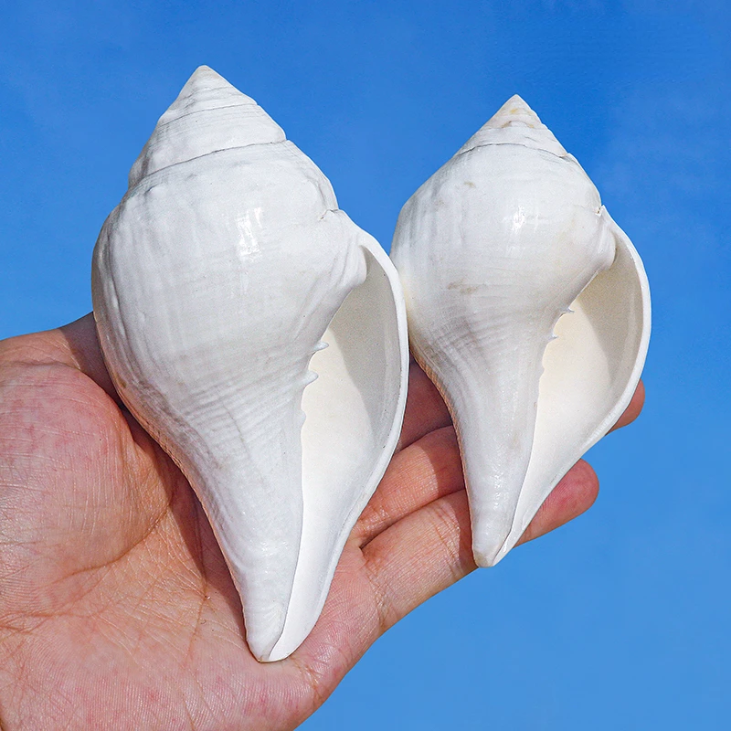 

Indian Chank Natural White Conch Shell Fish Tank Landscape Decoration Home Collection Decoration Gifts Crafts Ocean Decor