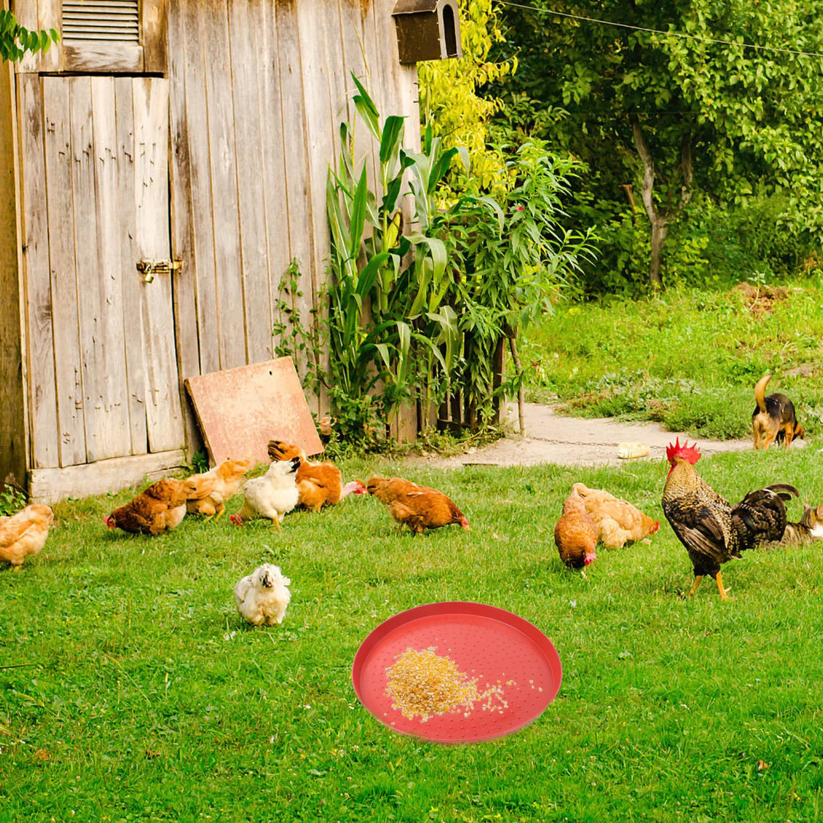 

3Pcs Reusable Chicken Feeding Tray Sturdy Plastic Fodder Plate Slip-Resistant Bottom Ideal for Small Poultry Home Breeding Farms