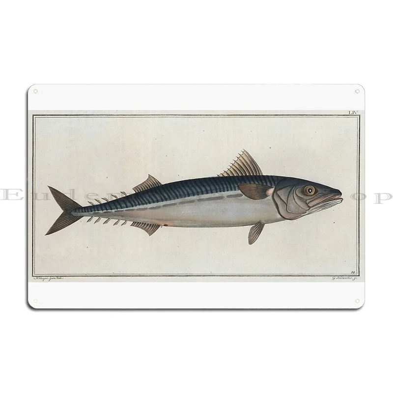 Vintage Illustration Of An Atlantic Mackerel 1785 Metal Plaque Create Design Kitchen Printing Garage Tin Sign Poster