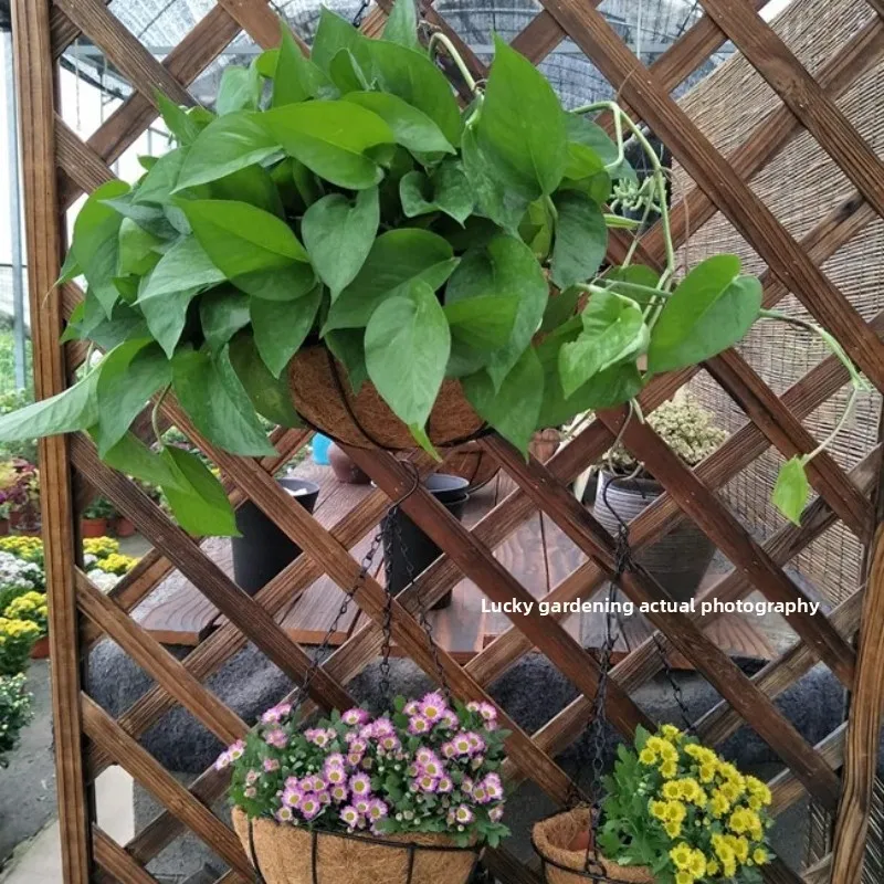 Coconut Palm Hanging Basket, Natural Hanging Basket for Garden, Eco-Friendly Hanging Coconut Shell Planter, Floral Garden Pot