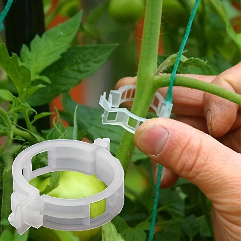 50 Stück Tomaten- und Kletterpflanzen-Gestütze - Langlebige und Wetterfeste Hilfsmittel für das Pflanzentraining