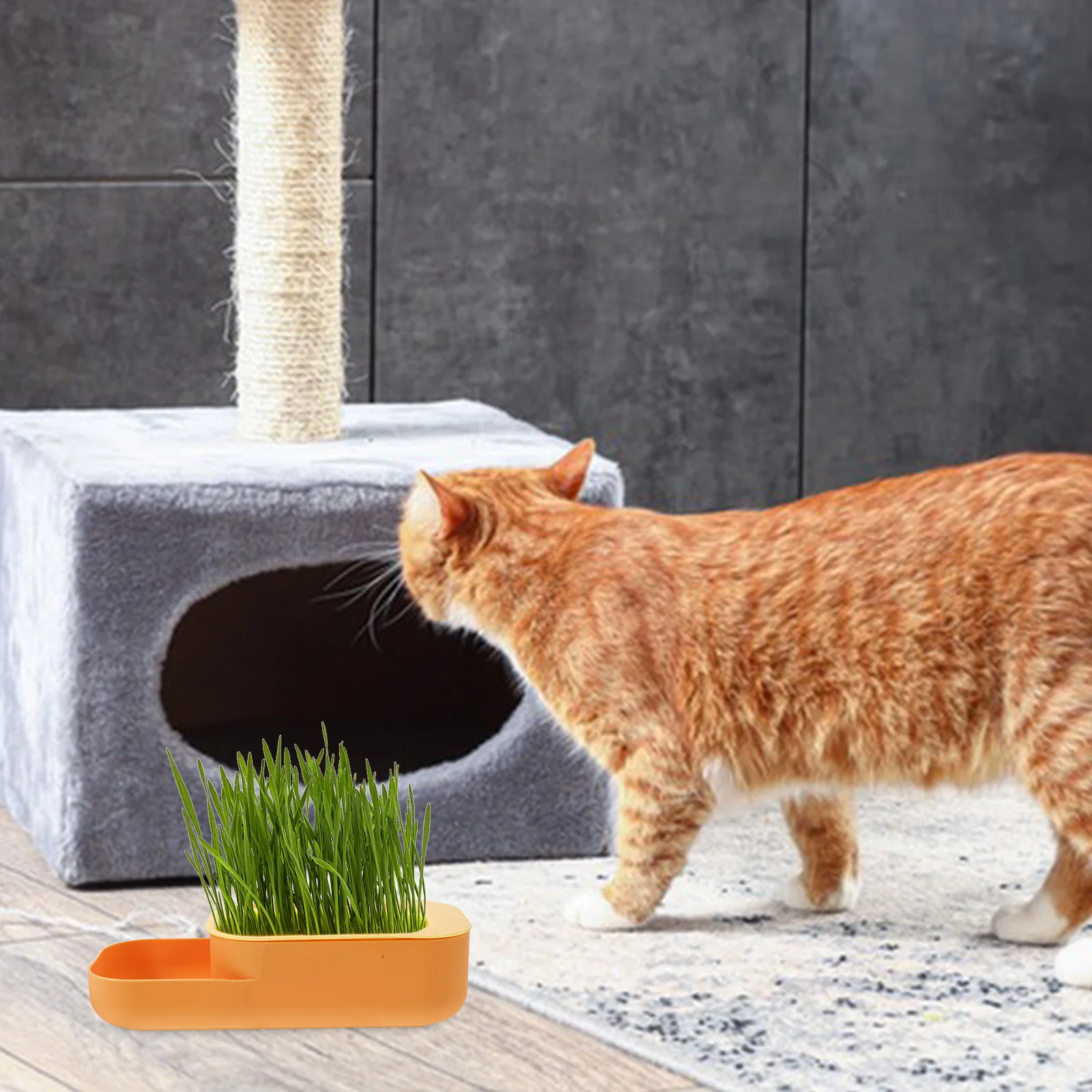 

Grass Planter Hydroponic Soilless Growing Box For Indoor Pets Reusable Lightweight Tray Removable Convenient Nursery Planting