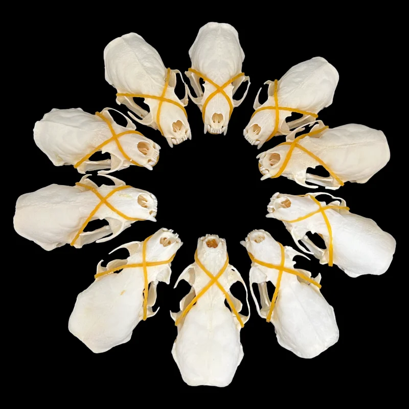 10-100 PCs Defective Real Mink Skulls Animal Bones Specimens Taxidermy DIY Special Gift