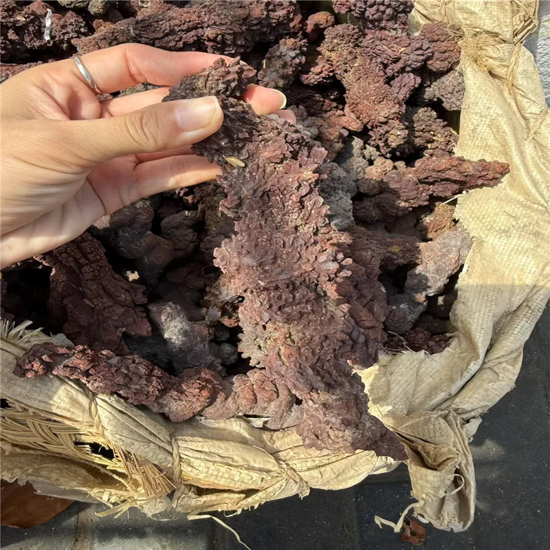 1000g COPROLITE Fossilized Dinosaur Poop Specimen Fossil Madagascar – Detail 3
