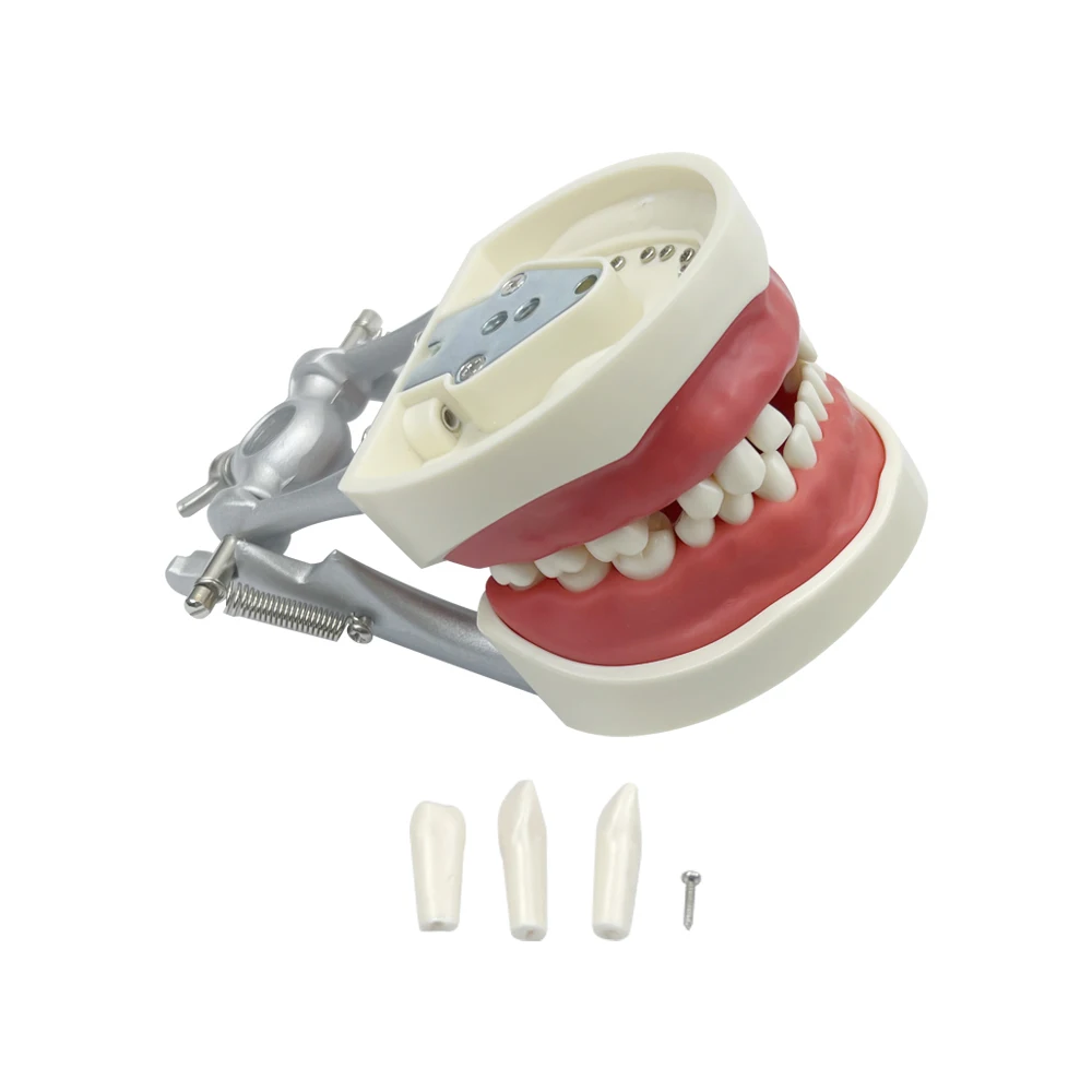 Dental Teeth Model Child 28/32pcsTeeth Model Soft Gum Resin Removable Teeth Study Teaching Typodont Demonstration Model
