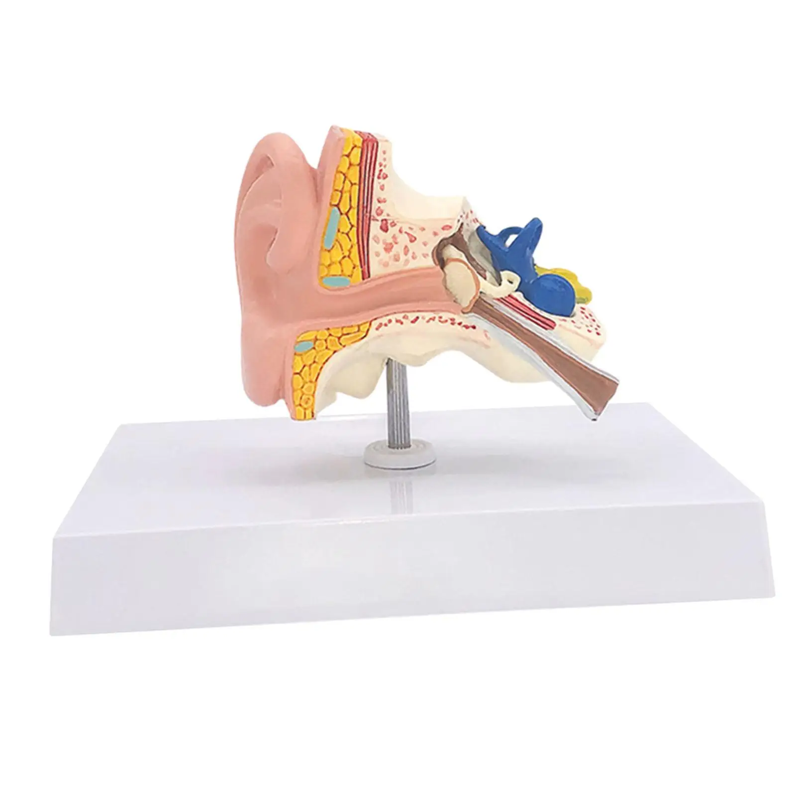 Human Ear Model Anatomical 3D Ear Model for Classroom Study Display Teaching