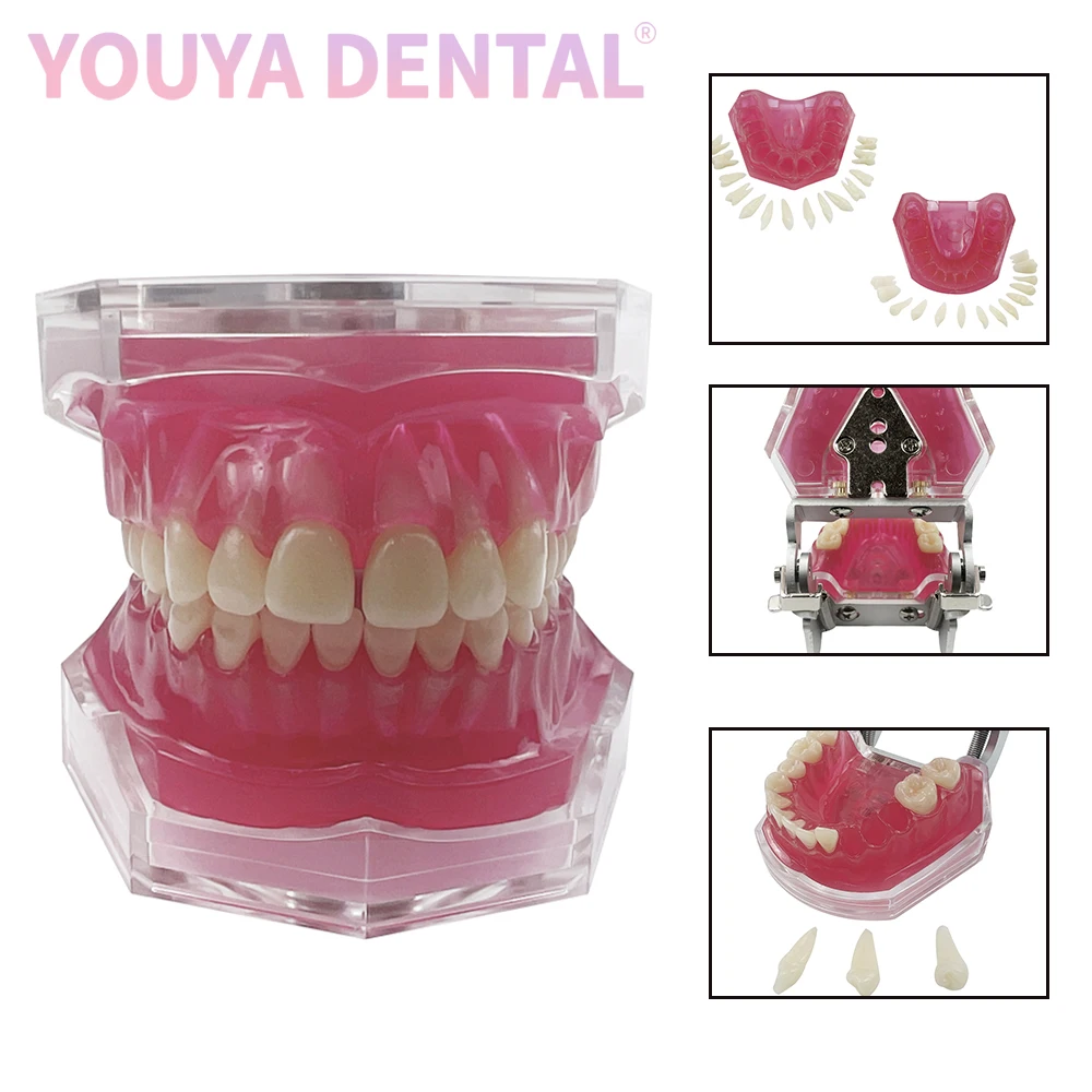 

Full Mouth Removable Teeth Standard Dentistry Jaw Model with Soft Gums Typodont For Studying Teaching Education Learning Demo