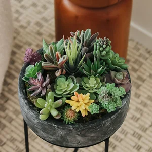 12 Main Sales Cactus - №10