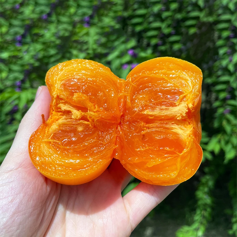 بيرسيمونز تشينغداو بانكسي المتساقطة من الشجرة، 2.5 كجم، حجم صغير (28-32 فواكه)