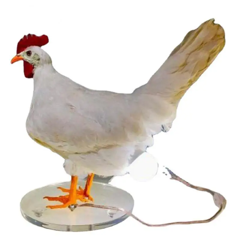 Home Accessories Party Carnival Simulated Animal Household Chicken Eggs Lamp Home Decoration Decorative Night Lights Taxidermy