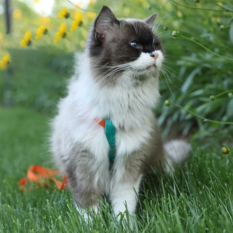 على شكل H حزام الحيوانات الأليفة العاكسة المضادة للانفصال ، مجموعة المقود ، حزام الصدر للكلاب الصغيرة والمتوسطة ، جرو الرصاص المشي في الهواء الطلق