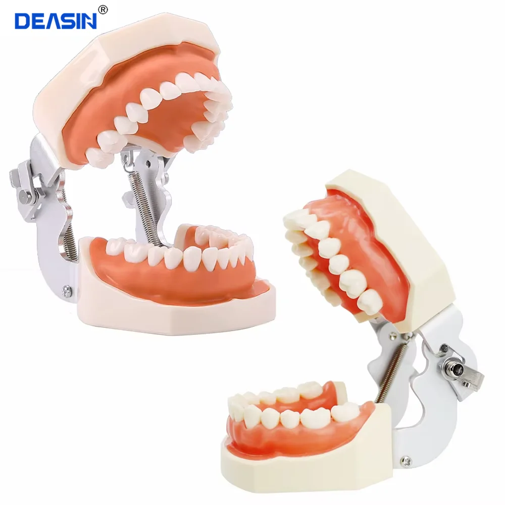 28/32 Teeth Model For Dental Technician Practice Training Jaw Typodont Standard Dental Model Teeth Teaching Model With Soft Gum