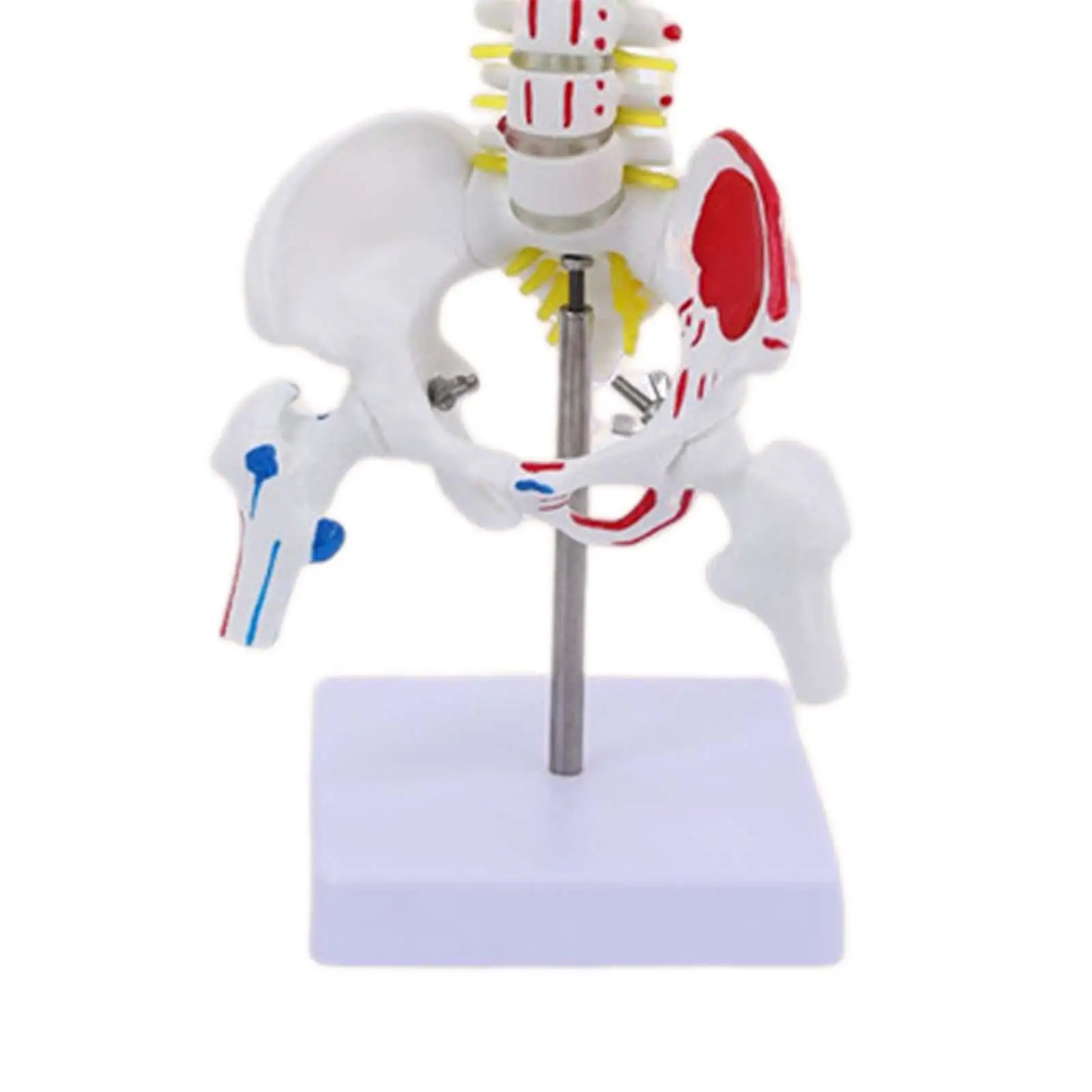 Model ludzkiego kręgosłupa Oznaczenia mięśni szkieletu Dekoracja stołu Elastyczna do nauki Nauka Nauka Model do nauki Wyświetlacz Nauczanie