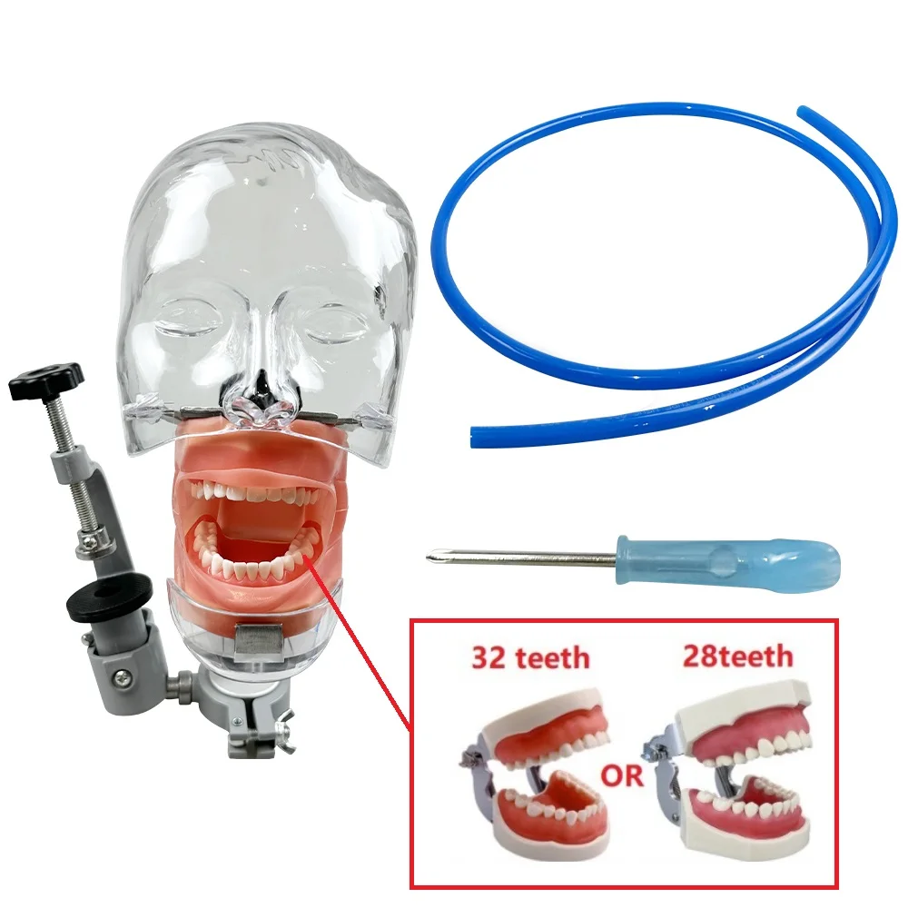 

Голова стоматологического манекена с моделью зубов Typodont 28/32, фиксированной на столе, тренажерный симулятор, фантомная модель для демонстрационного образования