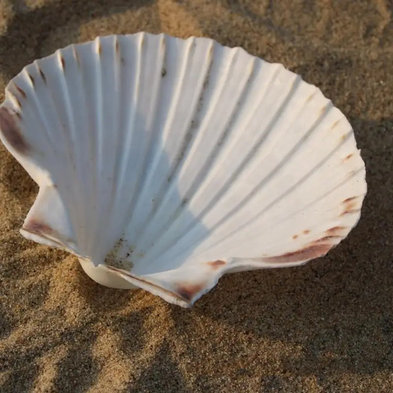39BD White Scallops Shells for Unique Ocean Crafts Beach Weddings Decors