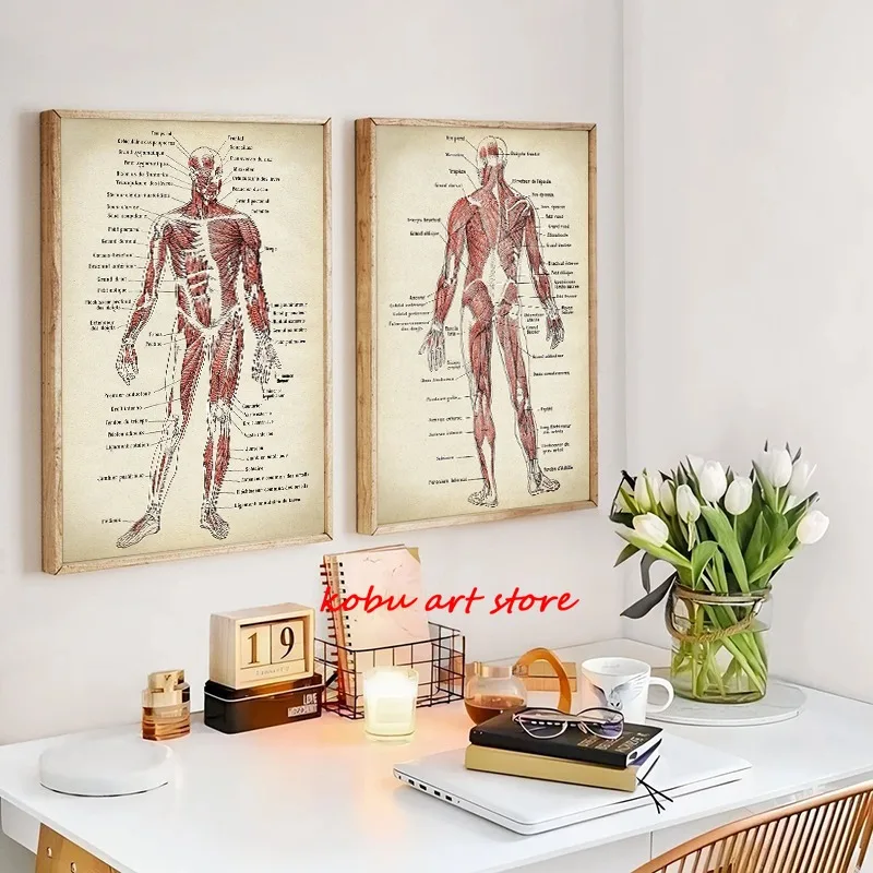 Human Anatomy Print Canvas Painting Muscular System Chart Retro Wall Art Poster Anatomical Medical Cuadros Decor Picture