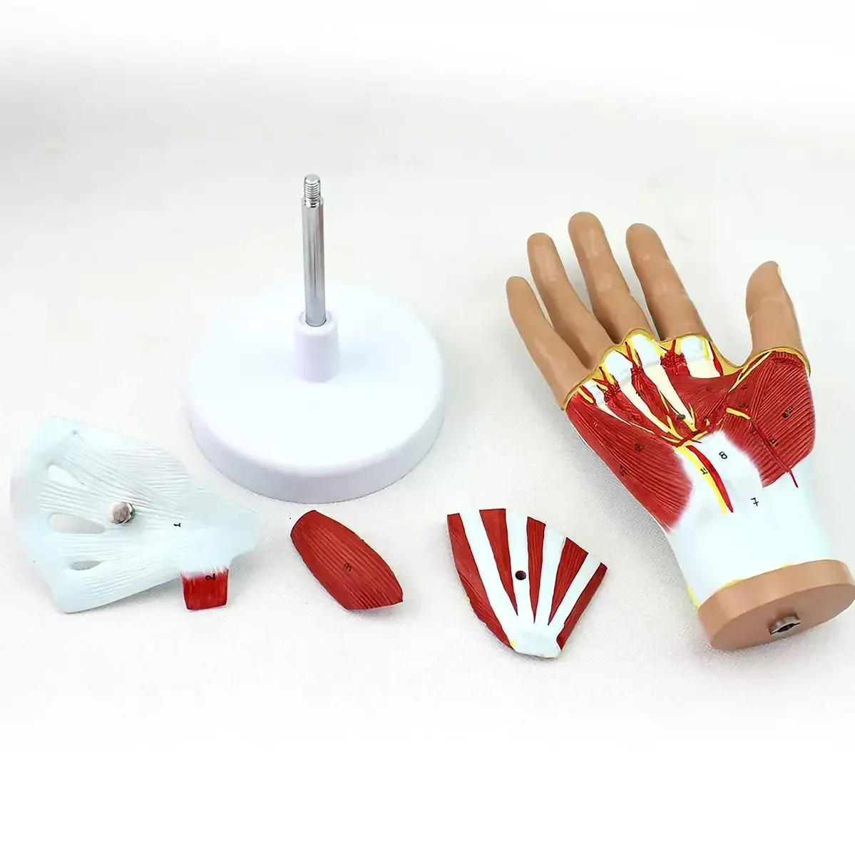 PVC Life Size Human 4 Parts Hand Anatomy Model Medical Anatomical Models Teaching