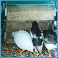 Discount-Parrot Feeder Box Acrylic Feeding Container No-Mess Multihole Food Box Clear Bird Food Dispenser Box For Finches Parrot