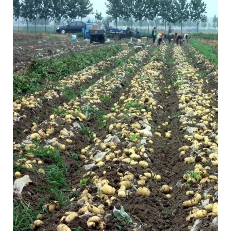 Harvester four-wheel tractor planing sweet potato large and small digging potato machine multifunctional