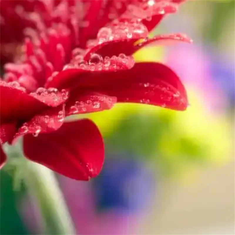 fascia-per-capelli-grande-a-forma-di-squalo-per-la-parte-posteriore-della-testa-fascia-per-capelli-fascia-per-capelli-blu-denim-con-rose-fascia-per-capelli-da-donna-con-fiori