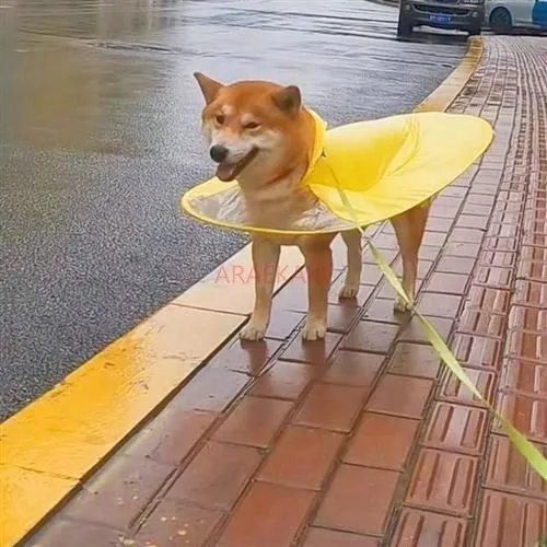 Dog UFO raincoat small dog pet waterproof cloak in summer for animals to go out rain proof small Teddy corgi